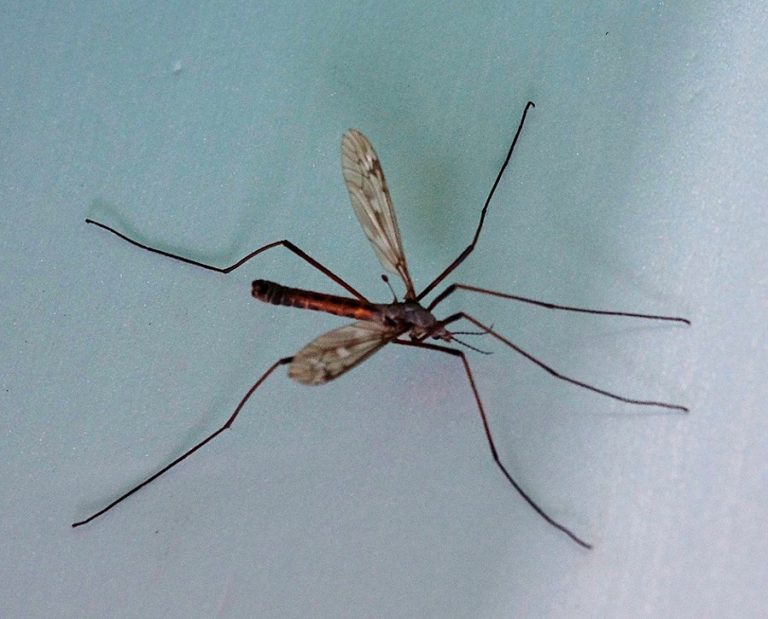 A Mosquito Hawk or a Sacaojos (Sucksouteyes)? Names Influence